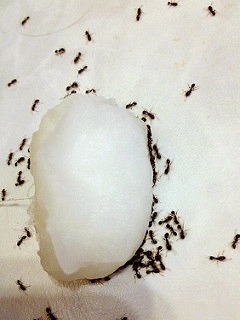 ants around borax cotton ball