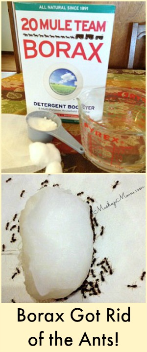 Use Borax to get rid of ants