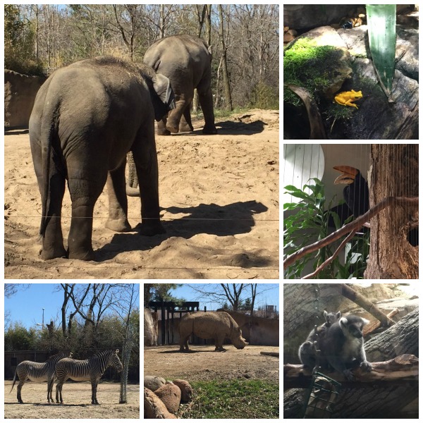 st-louis-zoo