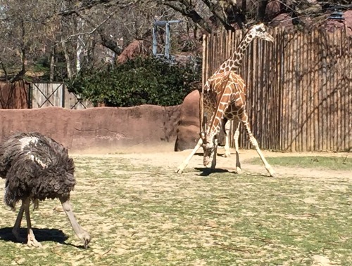 zoo-giraffe-ostrich