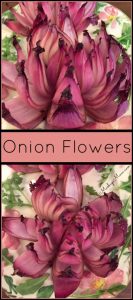 bloomin-onion-flowers