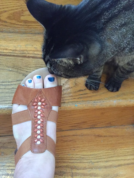 dont-let-the-cat-eat-your-shoes