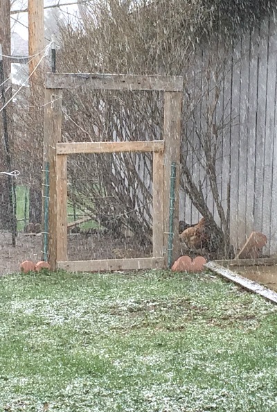 chickens-in-the-snow