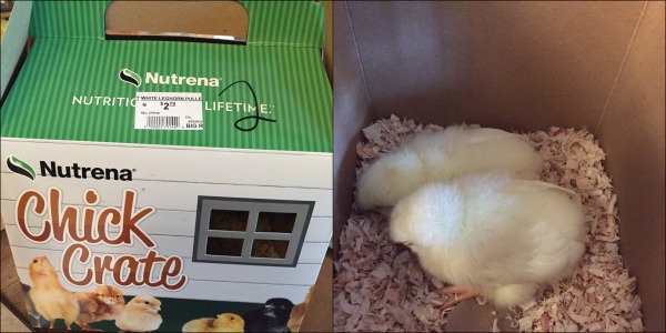 new-baby-chicks