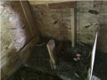 Inside the nesting box