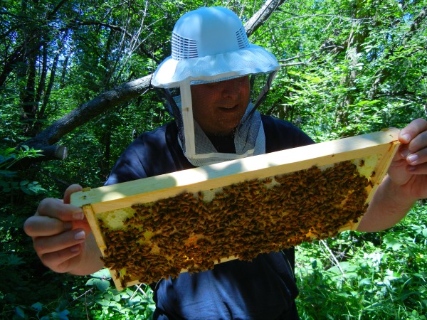 guy with bees