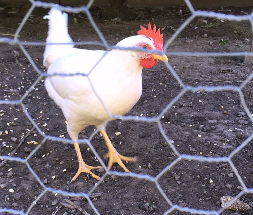 leghorn