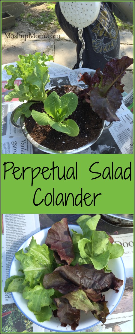 perpetual salad colander