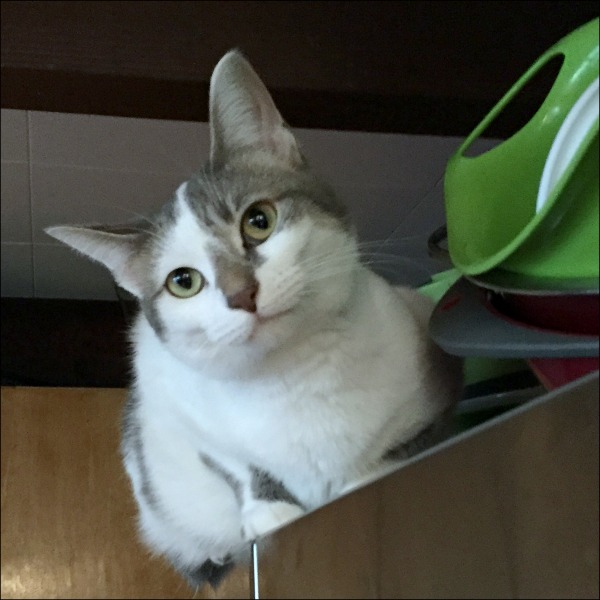 caturday -- cat on the fridge