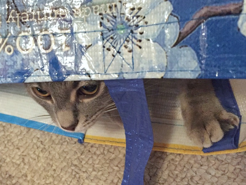 caturday -- cat in a bag