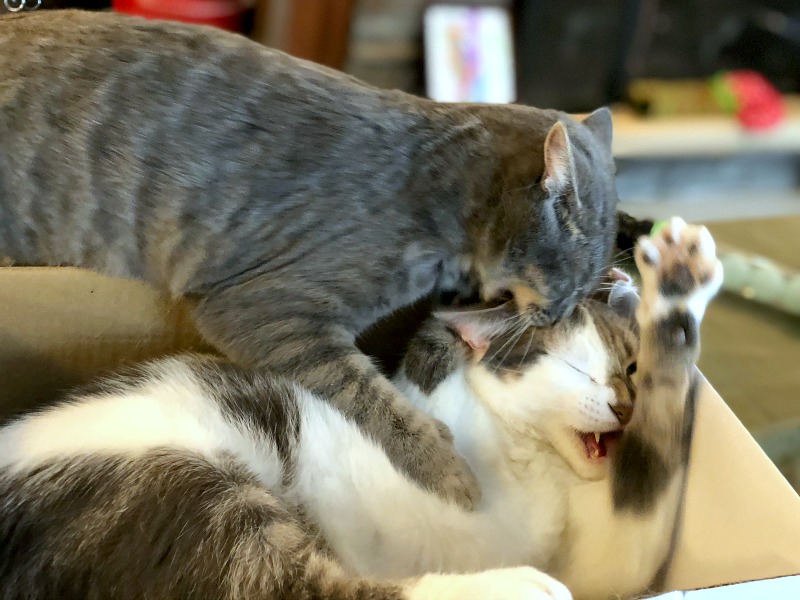 cats fighting in a box