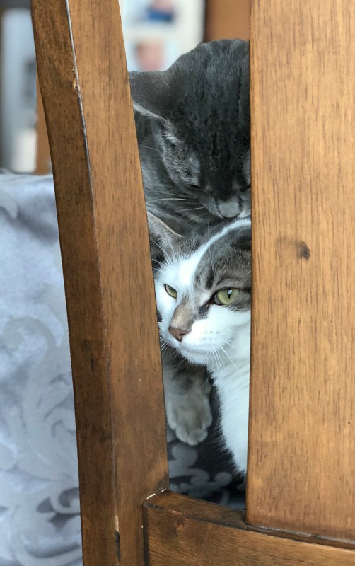 cat on another cat's head