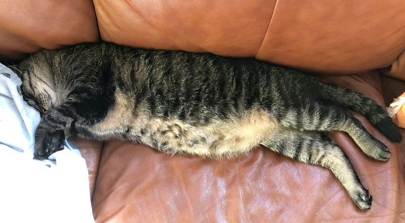 sleeping cat on sofa