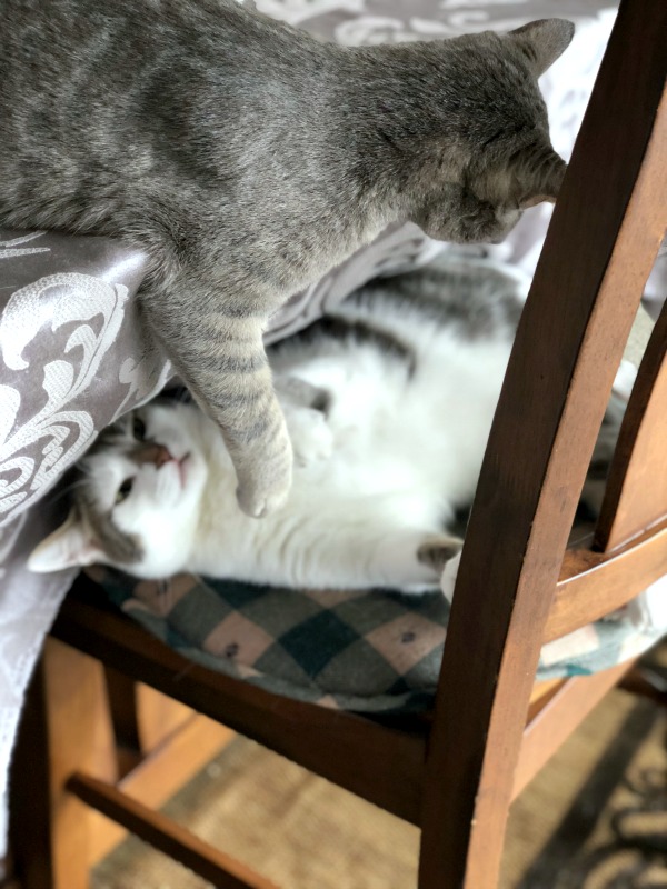 cats fighting on a chair