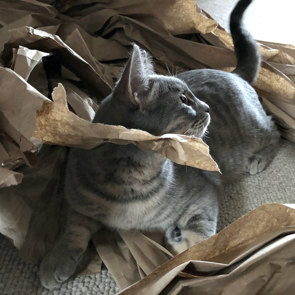 caturday -- cat destroying brown paper