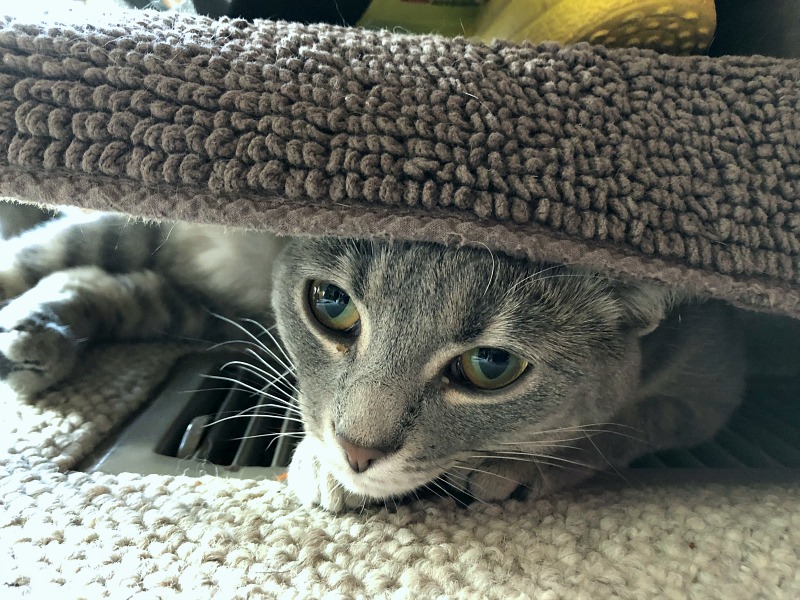 caturday -- cat on heater vent