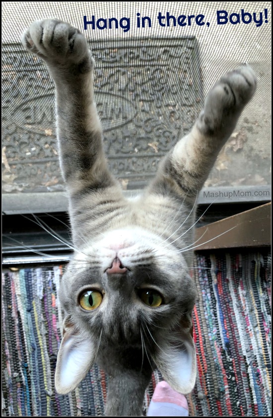 cat climbing up screen door