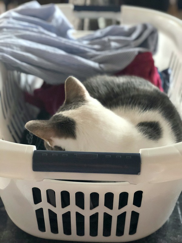 Caturday -- cat sleeping on clean laundry