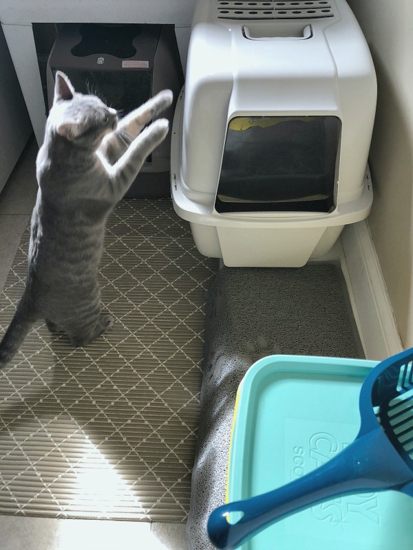 While picking up TIDY CATS Free and Clean litter at Target, I also picked up a new litter box, litter-trapping mat, and scoop for a whole refresh. Free of added dyes and fragrances, with the odor-absorbing power of activated charcoal -- it doesn't just add a different odor to mask the one you're trying to eliminate.