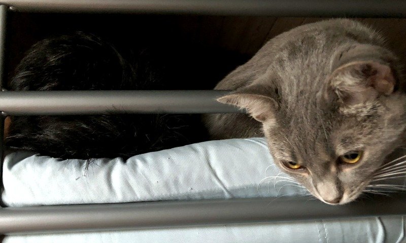 Cat peeking over the edge of a loft bed