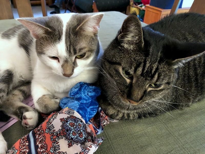 two cats on a table