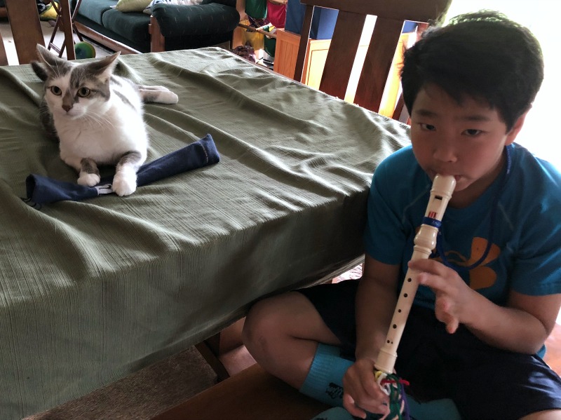 cat listening to a recorder