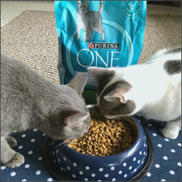 Two cats eating Purina ONE®