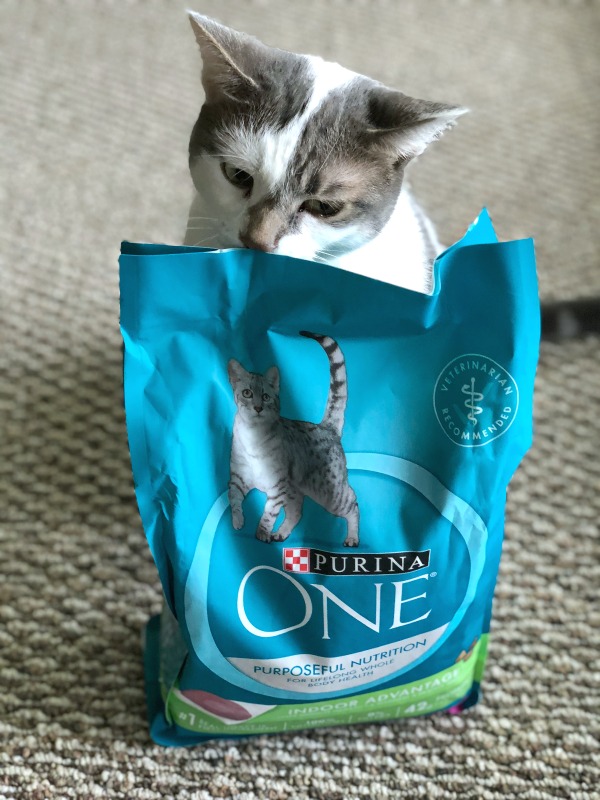 cat with bag of Purina ONE®