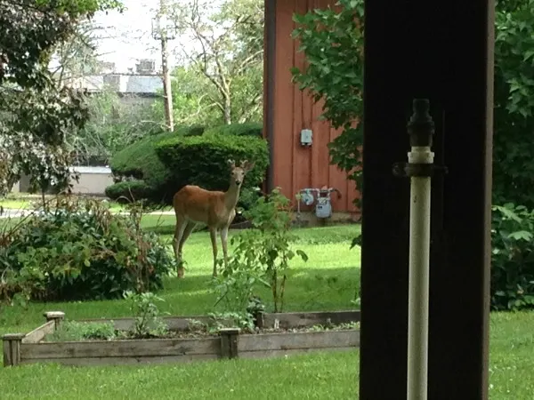 deer-in-our-yard