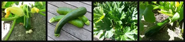 Zucchini collage