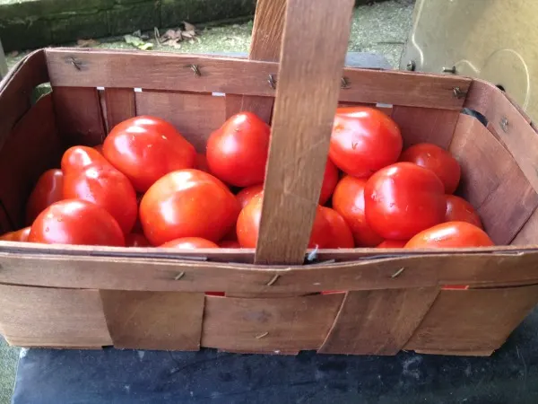 basket of tomatoes