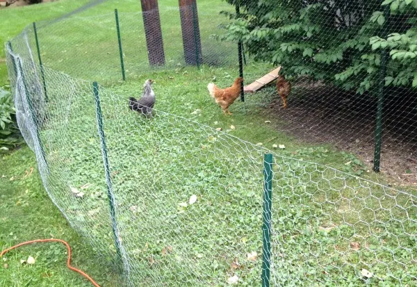 chicken-run