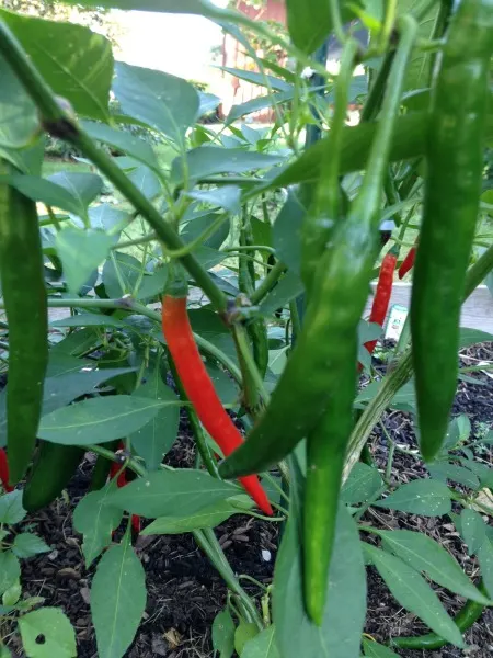 peppers-growing-in-garden