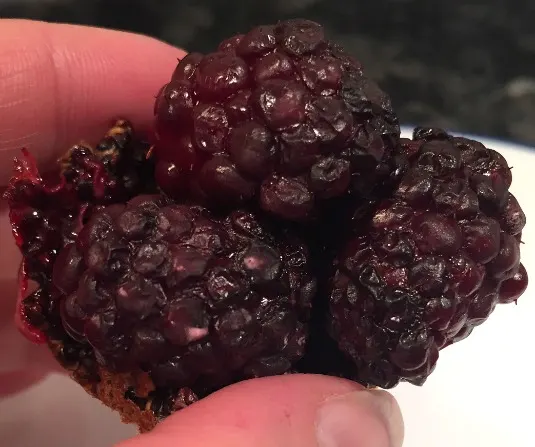 blackberry-quinoa-in-hand-2