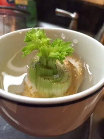 re-growing celery from scrap