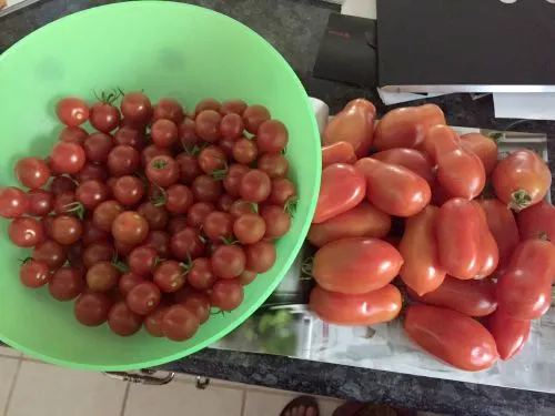 tomatoes