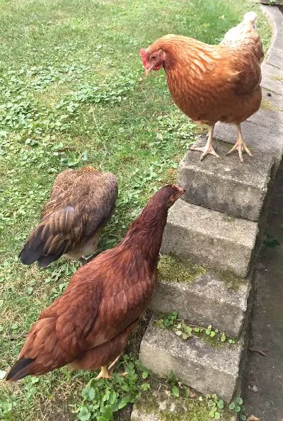 chickies