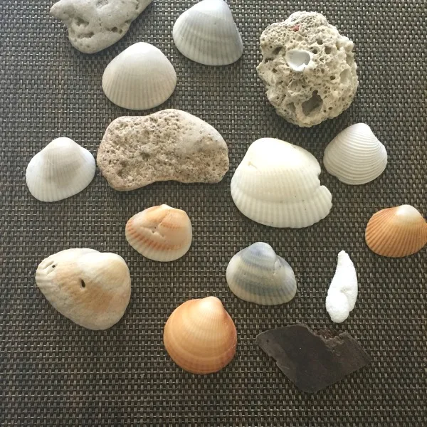 shells