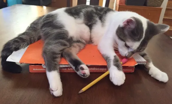 bad-kitty-helps-with-homework