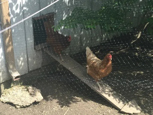 chicken-ramp