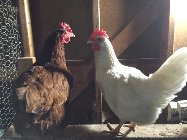 chickens on a roost