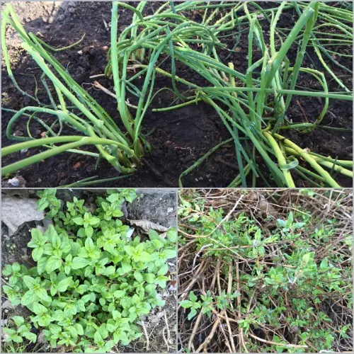 green onions chives and herbs in the garden