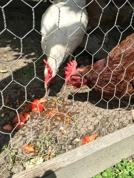 chickens eating leftovers