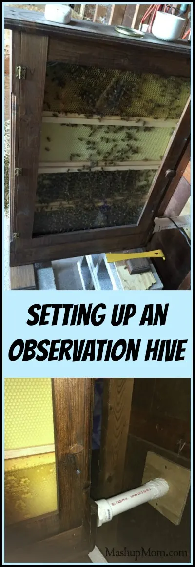 setting up an observation hive