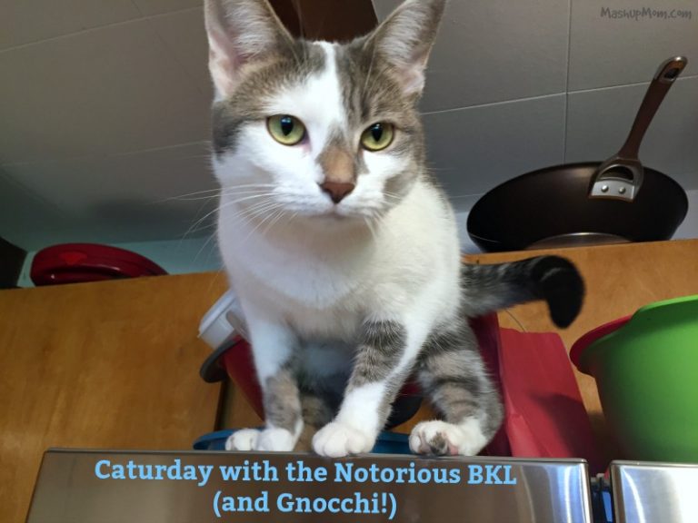 Caturday with the Notorious BKL (and Gnocchi!)