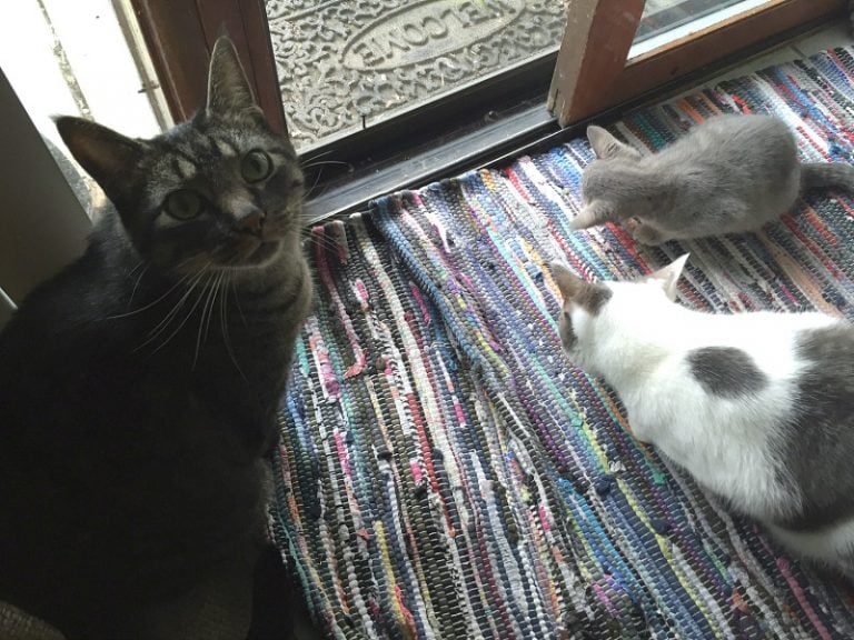 Three Cats at the Door