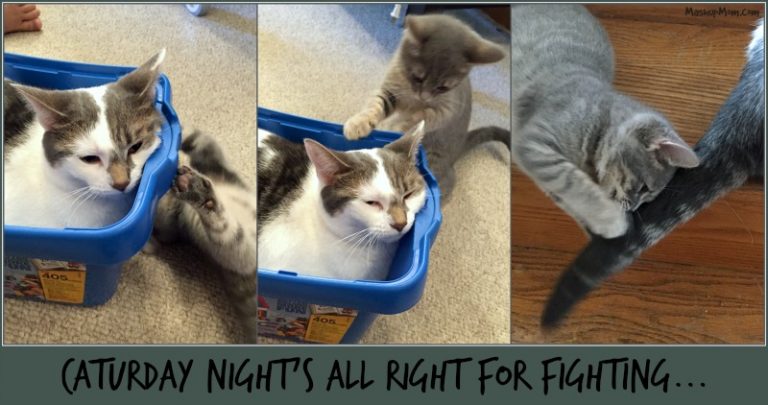Caturday Night's All Right for Fighting...