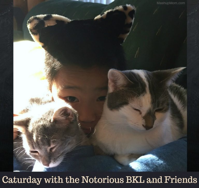 Caturday with the Notorious BKL & Friends -- What Cats Hate Edition