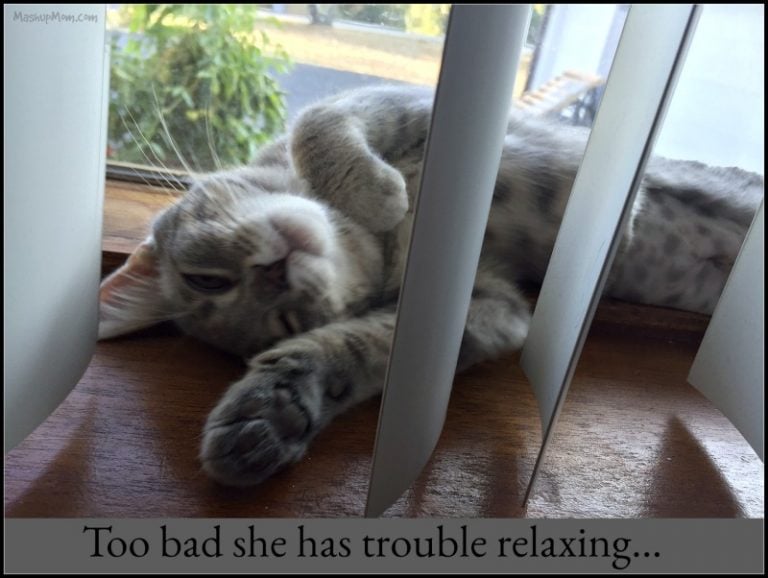 Caturday with the Notorious BKL & Friends -- Visit to the Vet Edition