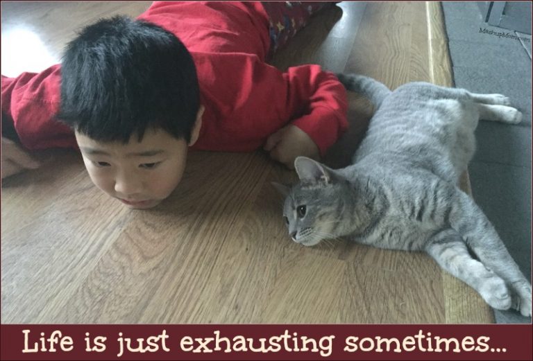 Caturday with the Notorious BKL and Friends -- Life is Exhausting Edition